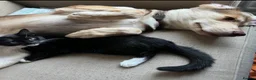 Mixed Breed dogs for sale: Huskamute cross in Edenbridge - Advert 3