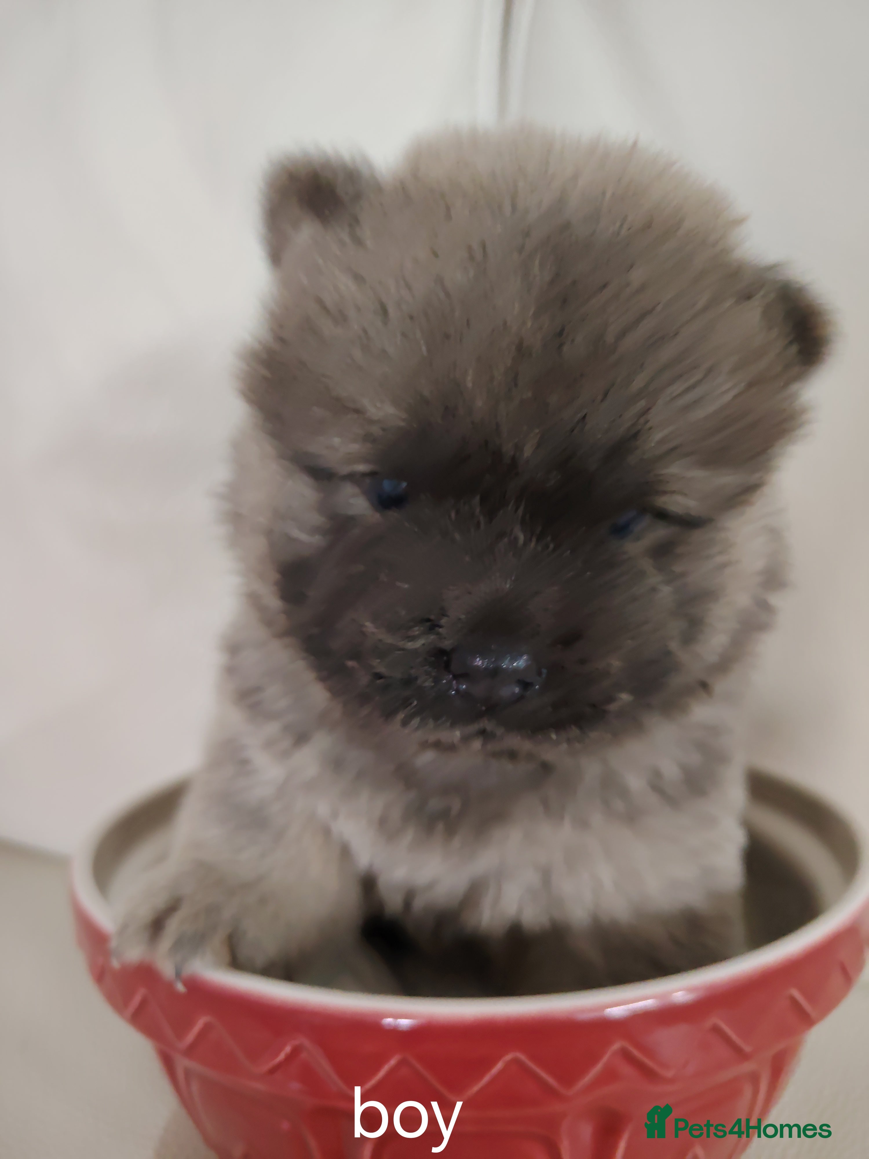 Chow Chow dogs  Beautiful Chow Chow Puppies – KC Registered 🐻 - Advert 2