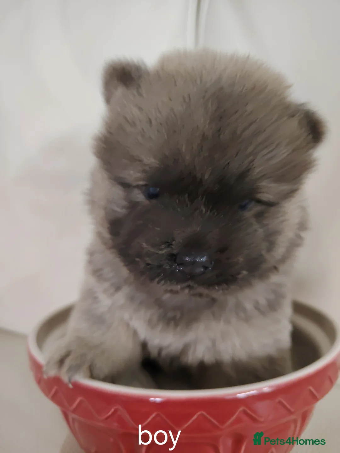 Chow Chow dogs for sale:  Beautiful Chow Chow Puppies – KC Registered 🐻 - Advert 1
