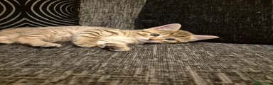 Female kitten