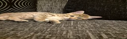 Mixed Breed cats for sale: 2 beautiful kittens for sale! - Advert 8