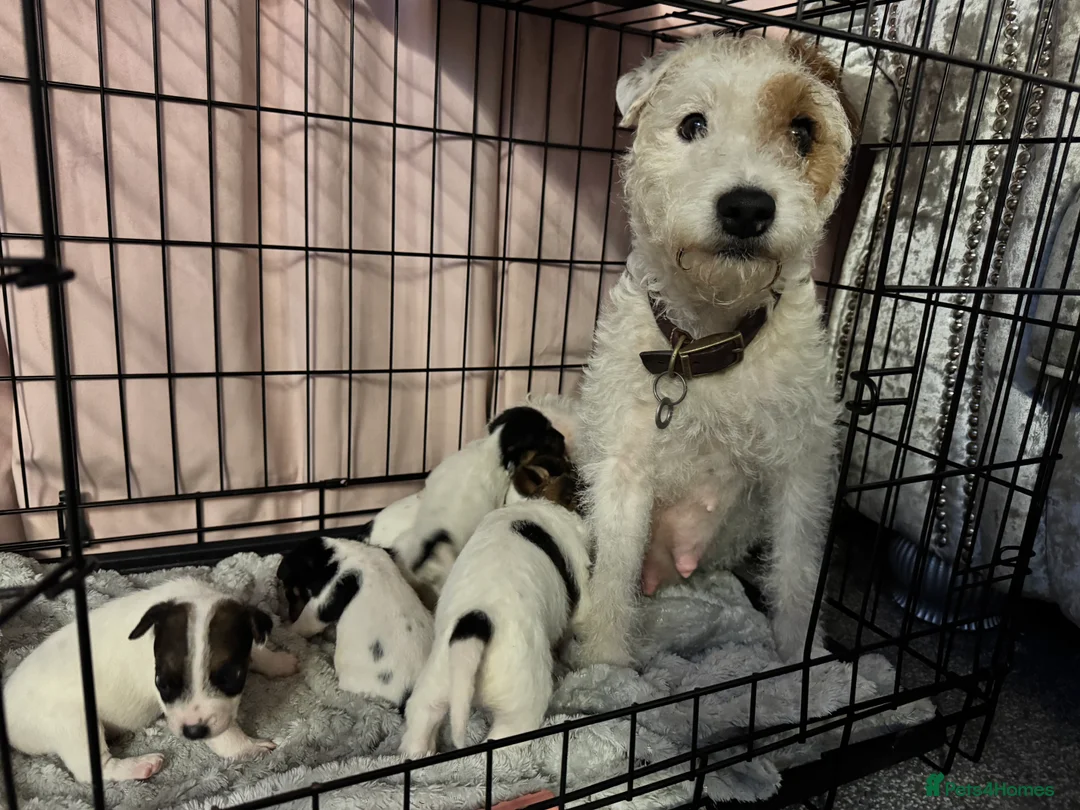 Parson Russell dogs for sale: Parson Russell Terriers  - Advert 1