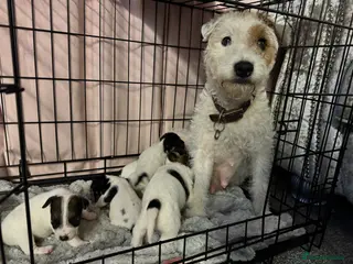 Parson Russell dogs Parson Russell Terriers - Advert 1