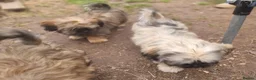 Shih Tzu dogs for sale: Pupies for sold. - Advert 9