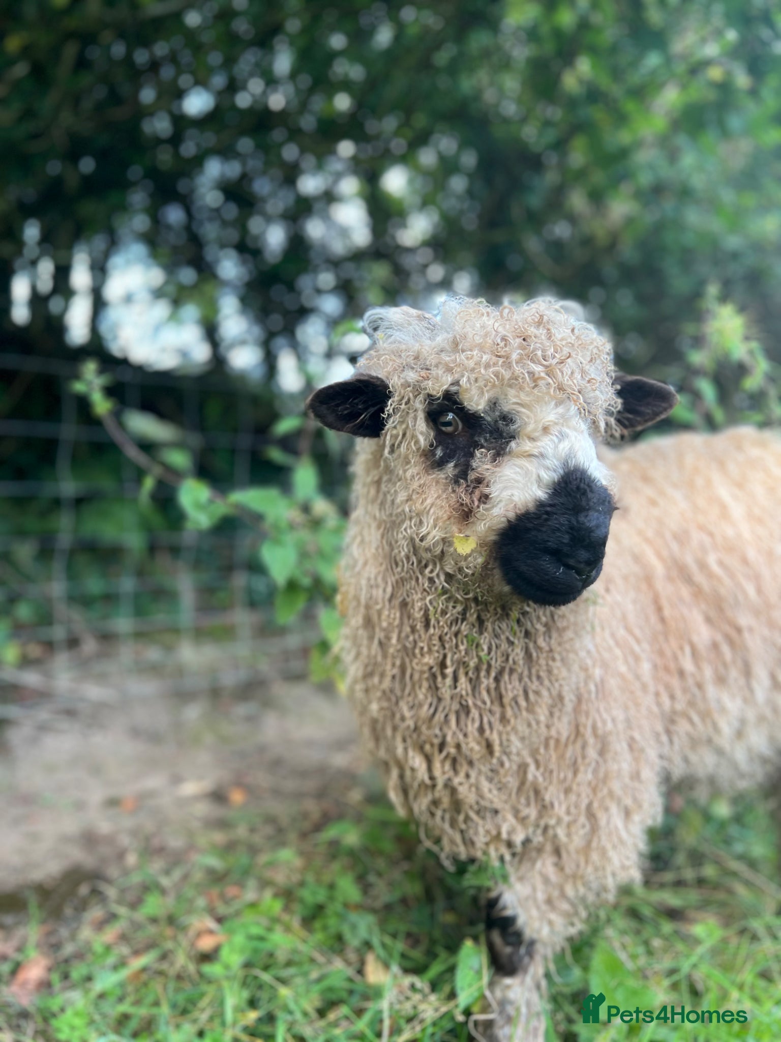 Sheep livestock Silvernose sheep  - Advert 2