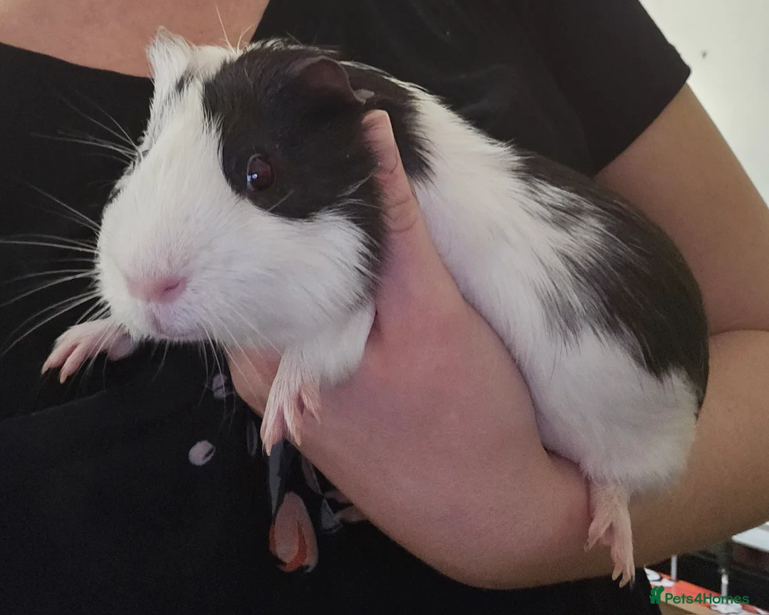 Guinea Pig rodents for sale: 2 male guinea pigs  - Advert 2