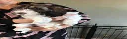 Mixed Breed dogs for sale: Rare Parti Colour CockalierPoos 5* breeder of 25yr - Advert 23