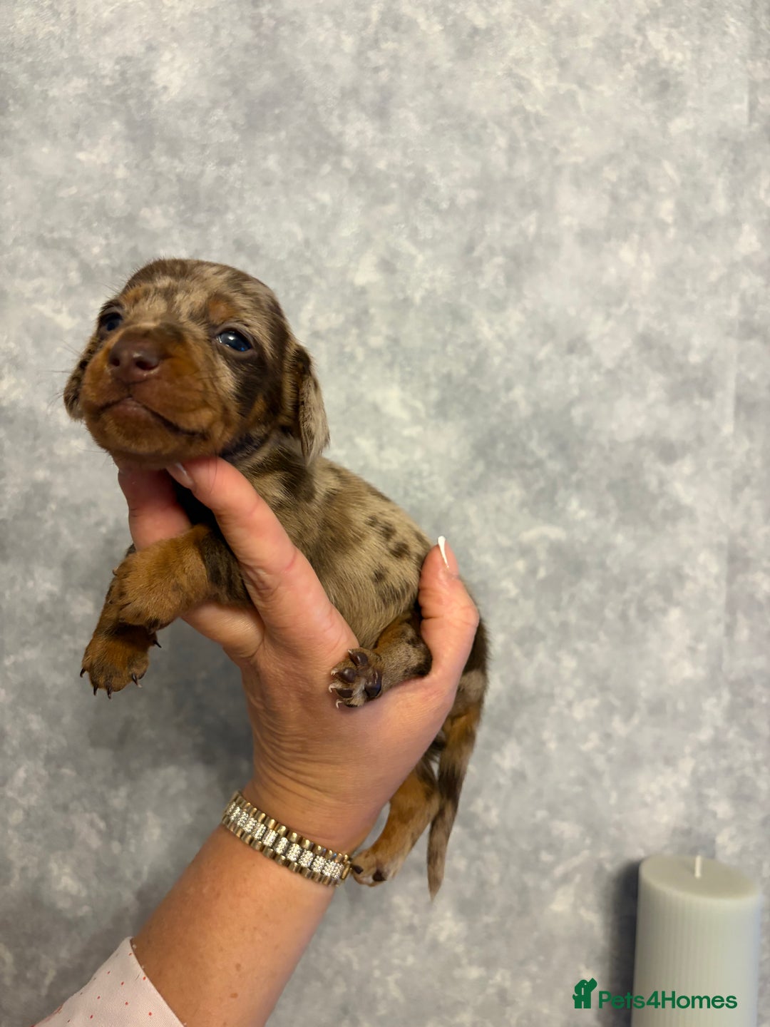 Dachshund dogs for sale: Miniature dachshund pups - Advert 9