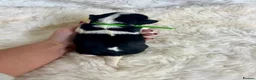 Cavalier King Charles Spaniel dogs for sale: Top quality, health tested Cavalier King Charles  - Advert 6