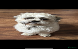 Shih Tzu dogs for stud: Shih Tzu FOR STUD ONLY - Image 11