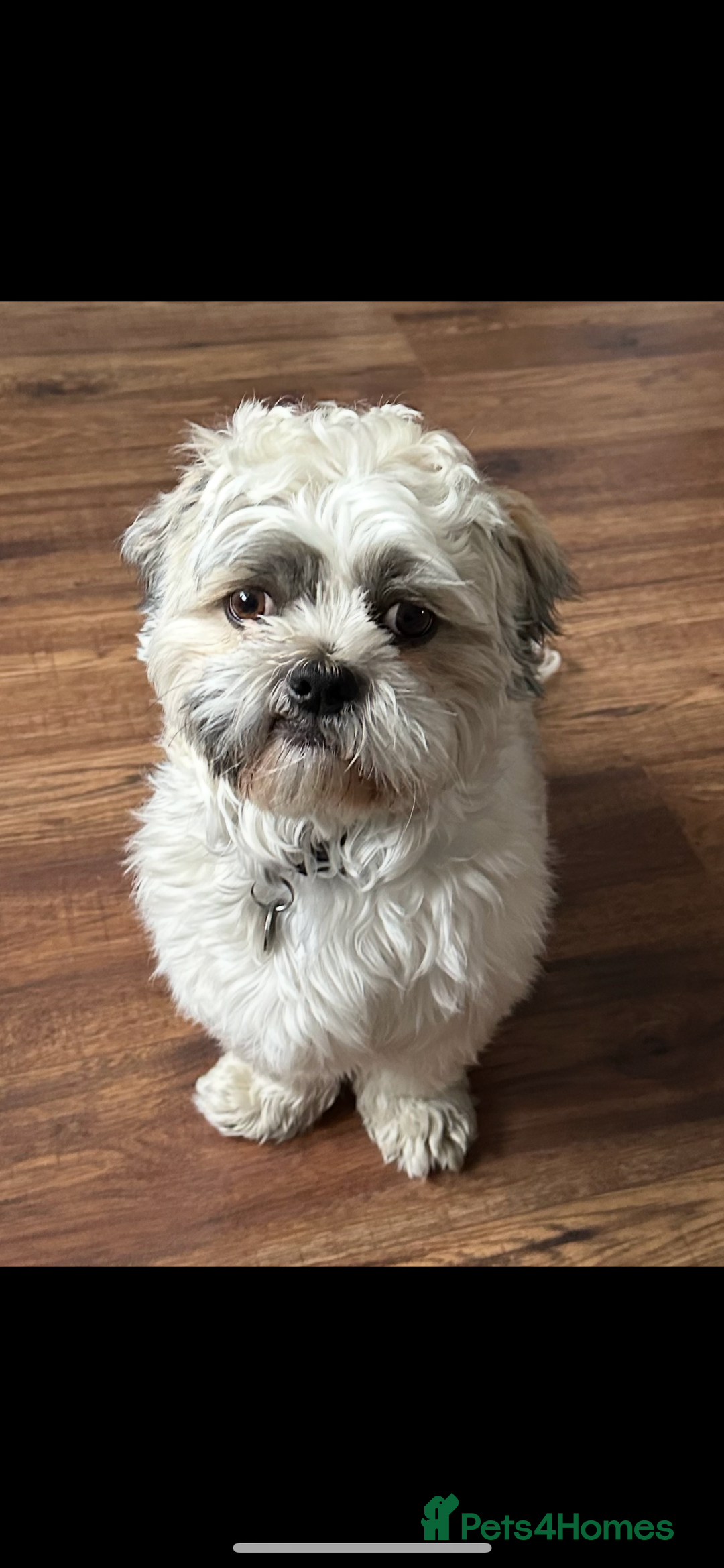 Shih Tzu dogs for stud: Shih Tzu FOR STUD ONLY - Image 11