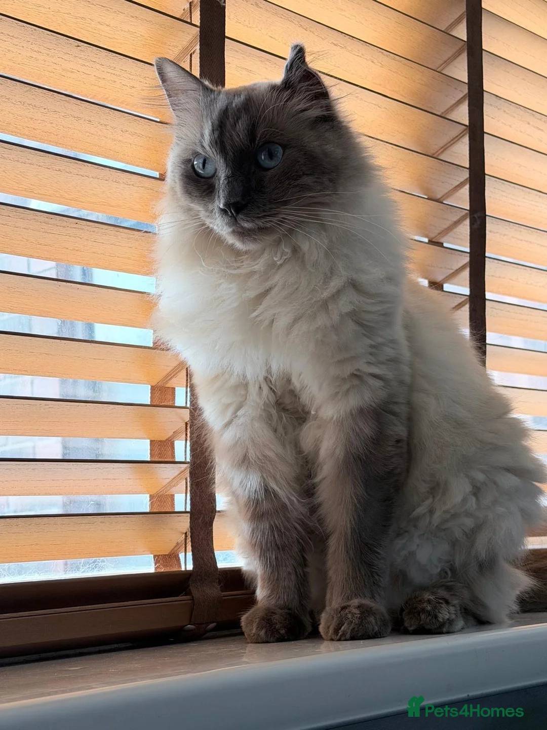 Ragdoll cats for sale: RAGDOLL MALE BLUE EYED HEART BREAKER - Advert 2