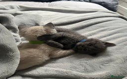 British Shorthair cats for sale: 5 beautiful British shorthair boys  - Image 2