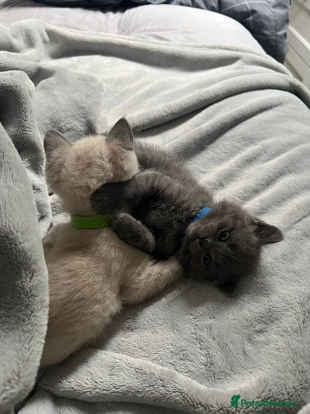 British Shorthair cats for sale: 5 beautiful British shorthair boys  - Image 2