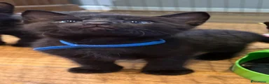 Bombay Kitten 1
