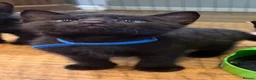 Bombay cats for sale: 7 Adorable kittens for sale. 6 males & 1 female - Advert 12