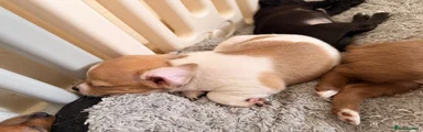 Mixed Breed 1