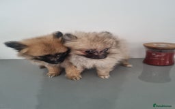Pomeranian dogs for sale: ** Pomeraniums  - Image 33