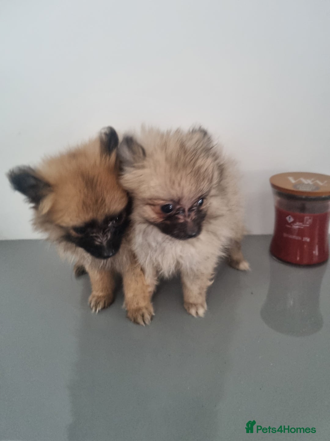 Pomeranian dogs for sale: ** Pomeraniums  - Image 33