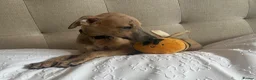 Whippet dogs for sale: Beautiful KC Registered Whippets  - Advert 23