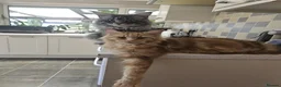 Maine Coon cats for sale: Main coon kittens - Advert 3