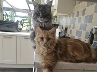 Maine Coon cats Main coon kittens - Advert 1