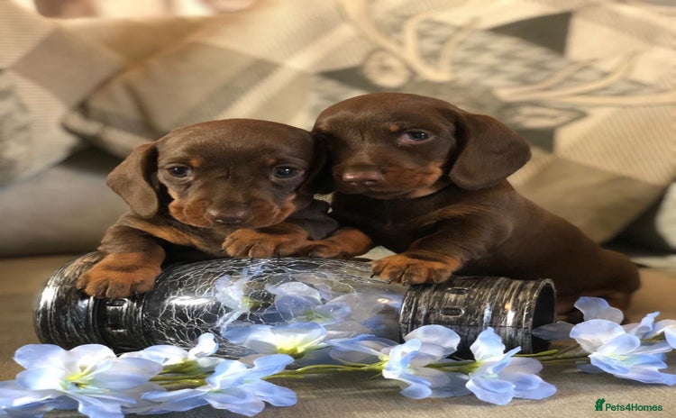 Miniature Dachshund dogs - Advert 16