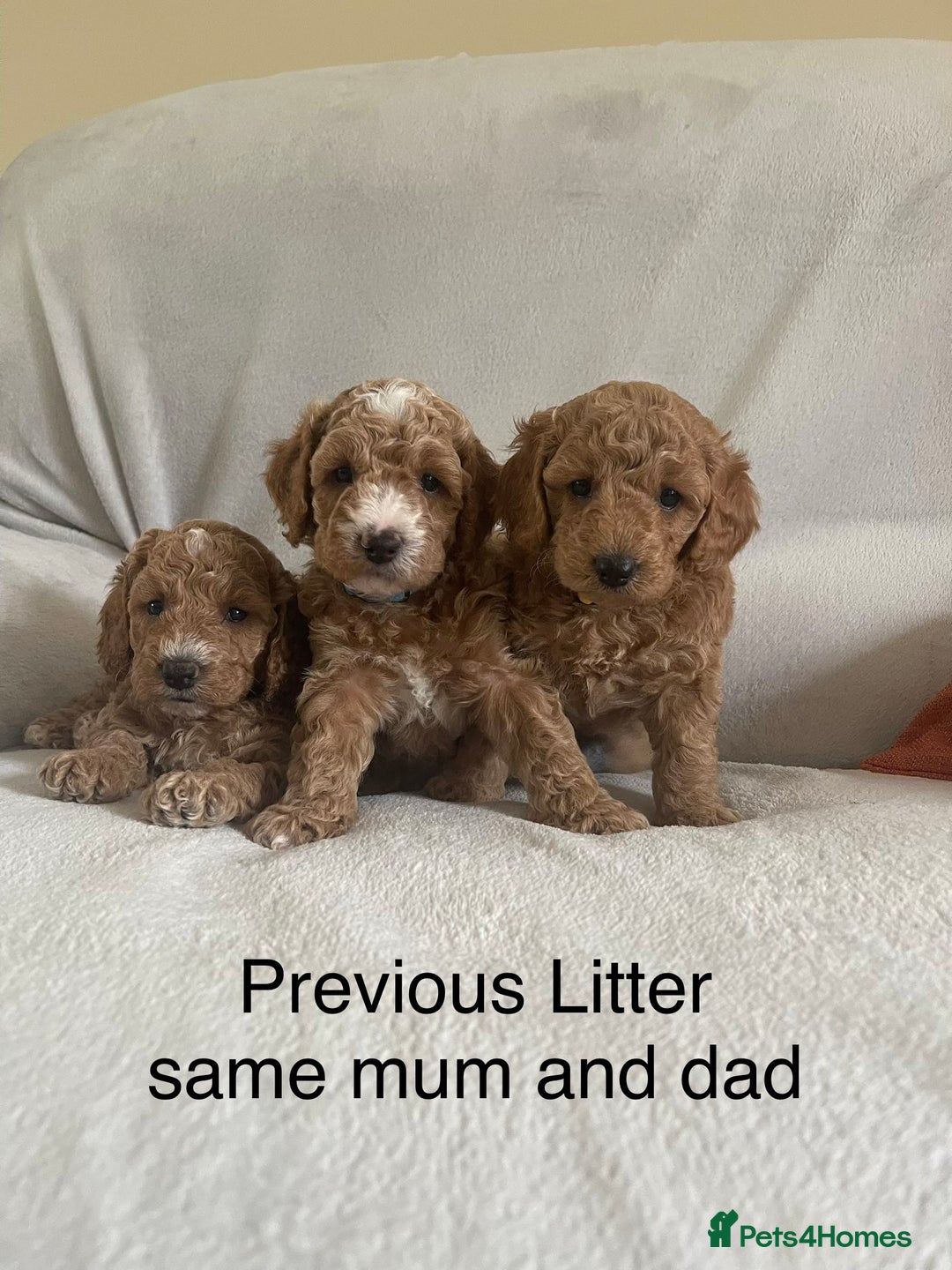 Cockapoo dogs for sale: Cockapoo puppies - Advert 3