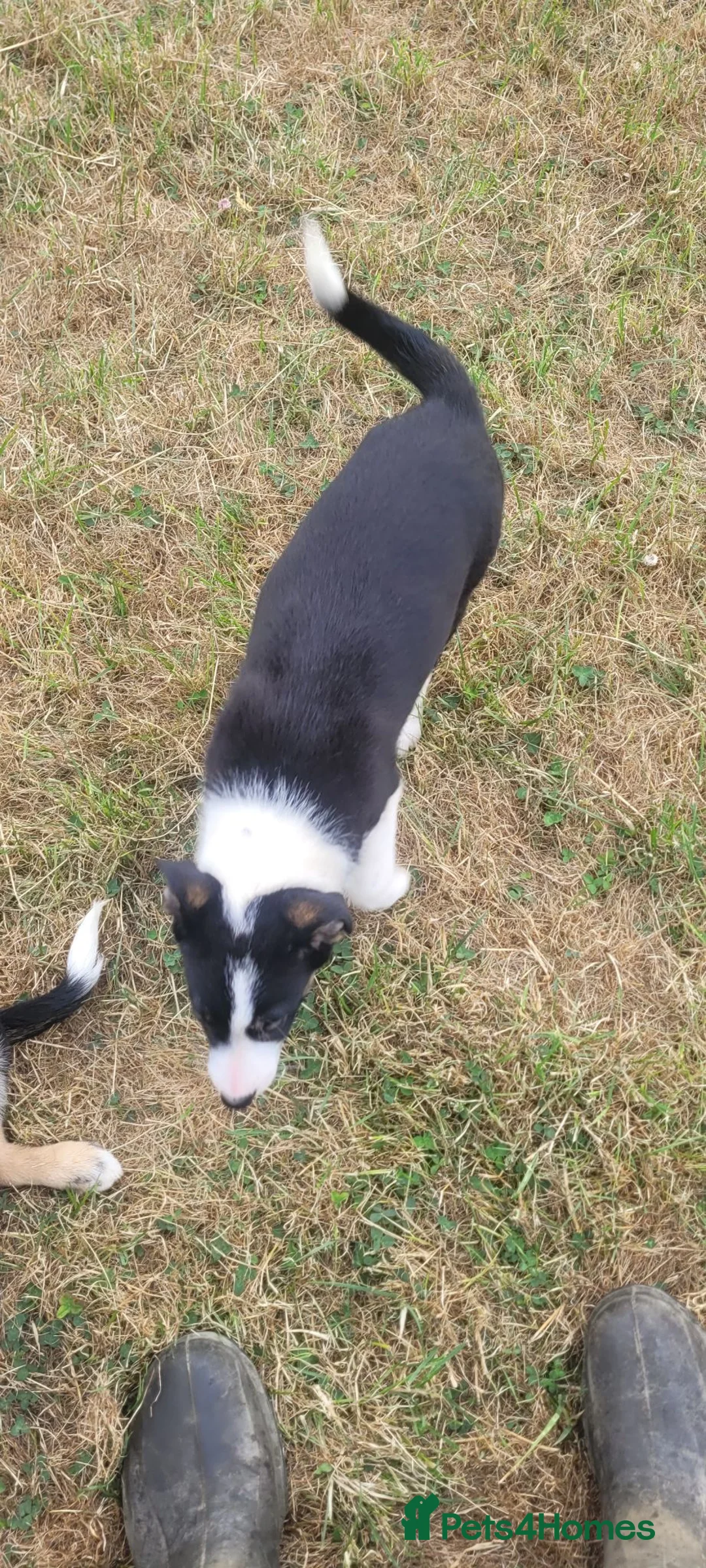 Border Collie dogs for sale: 4 border collie puppies for sale - Advert 16