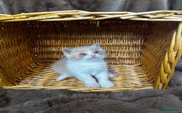 British Shorthair cats for sale: Tica reg 🌈 10colours British shorthair kittens  - Image 12