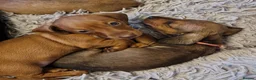 Miniature Dachshund dogs for sale: Stunning litter of Red miniature dachshunds in Brechin - Advert 4