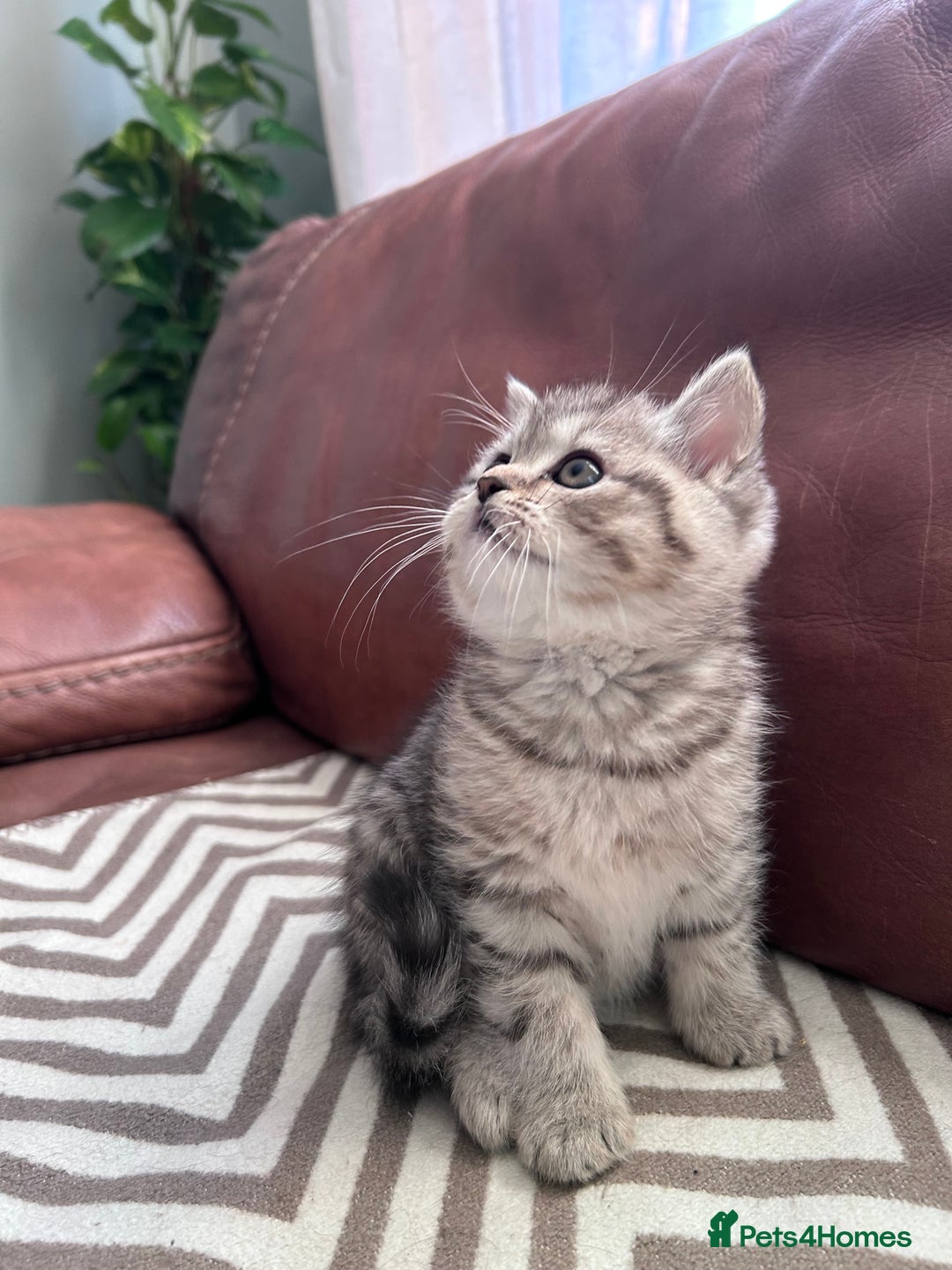 Scottish Fold cats for sale: Little buddies looking for home - Advert 15