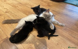 Ragdoll cats for sale: Half Ragdoll KITTENS - Image 4