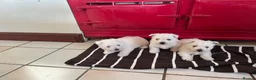 West Highland Terrier dogs for sale: 3 West Highland Pedigree Puppies - Advert 1