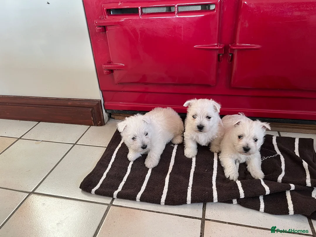 West Highland Terrier dogs for sale: 3 West Highland Pedigree Puppies - Advert 1