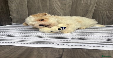 Maltipoo dogs - Advert 4