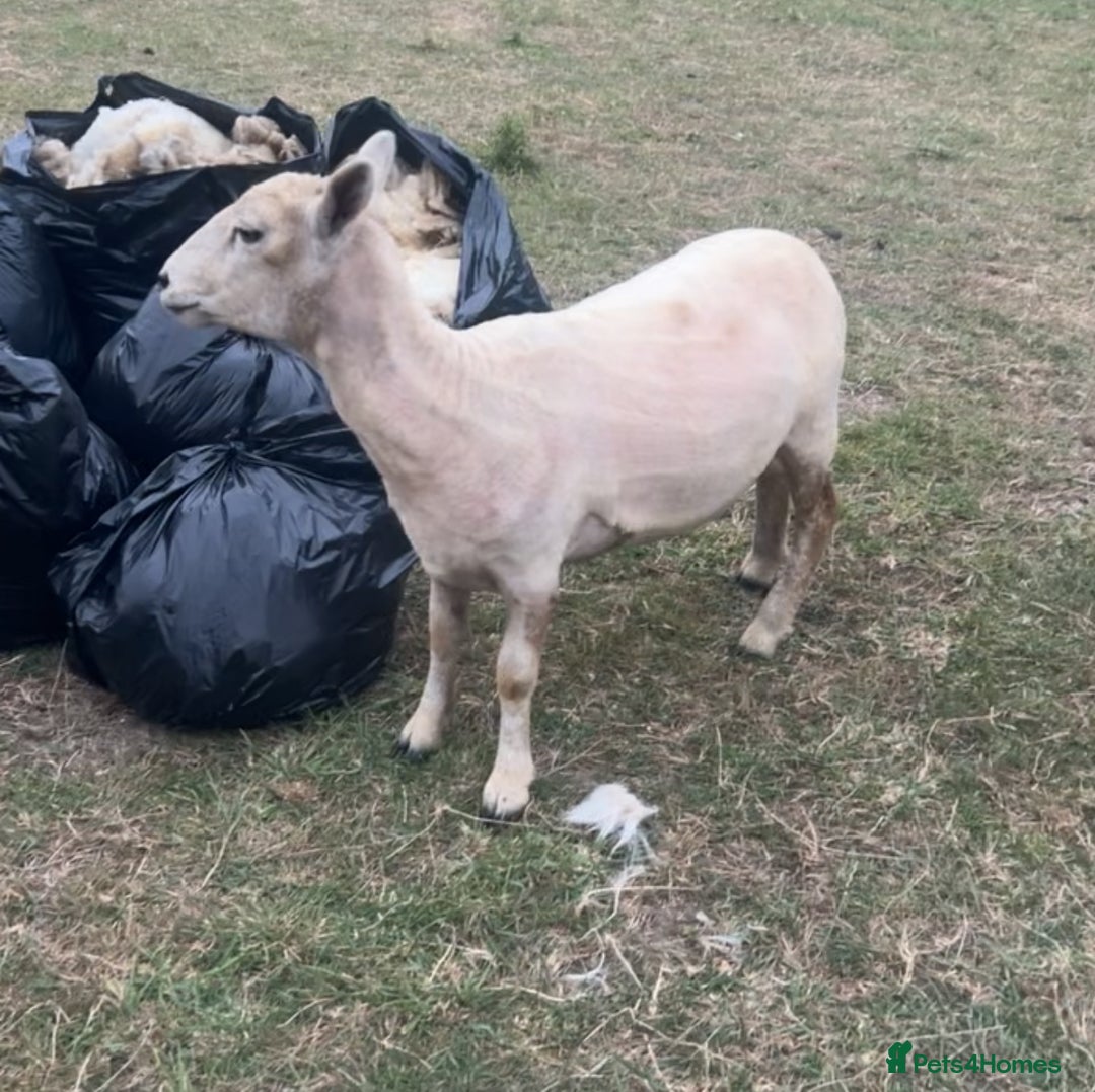 Sheep livestock for sale: 2 girl pet sheep  - Image 3