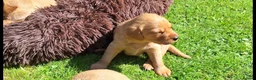 Labrador Retriever dogs for sale: Fox redlabrador puppies  - Advert 8