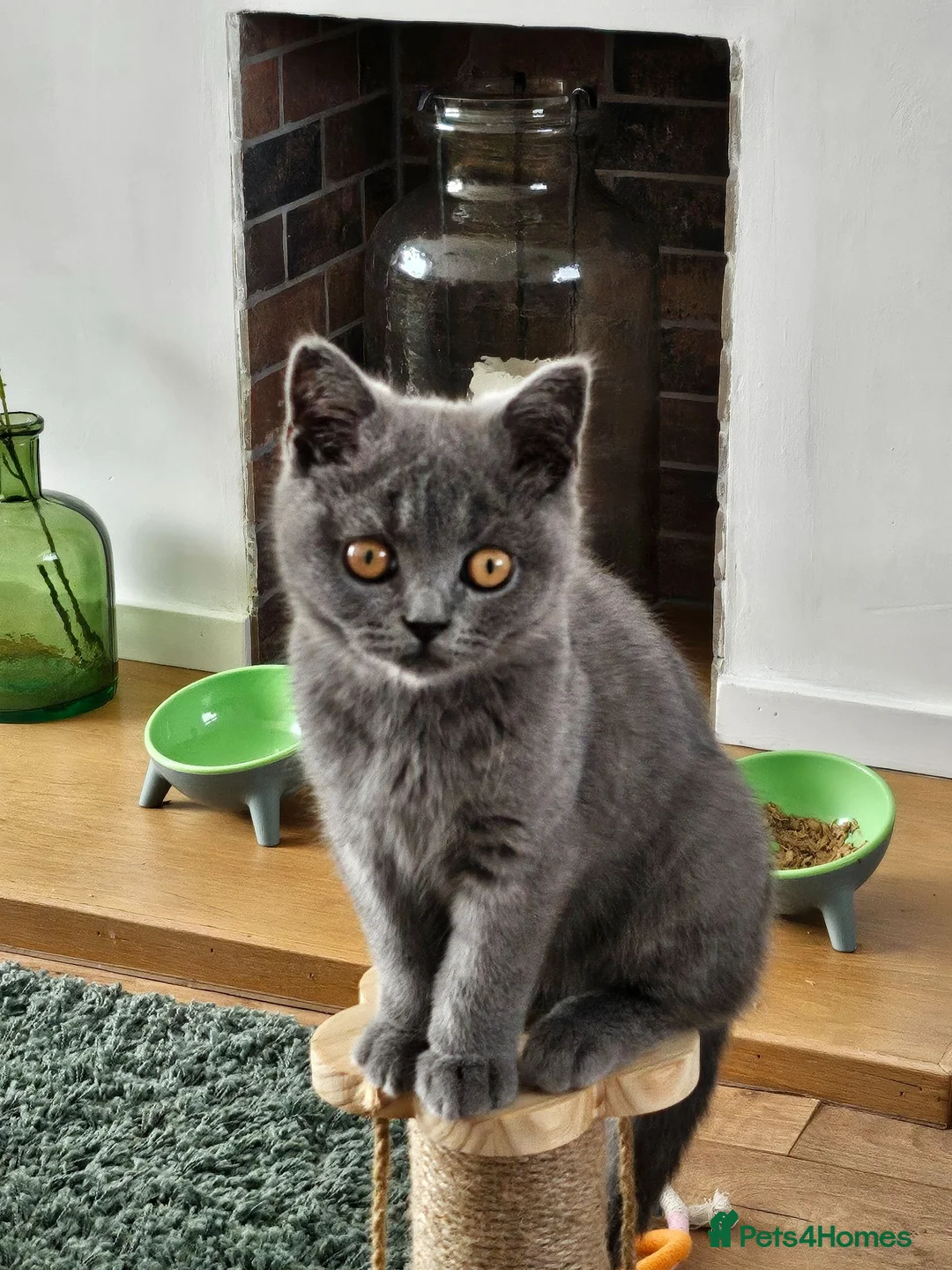 British Shorthair cats for sale: Adorable British Shorthair  Blue Kitten  in Cupar - Advert 1