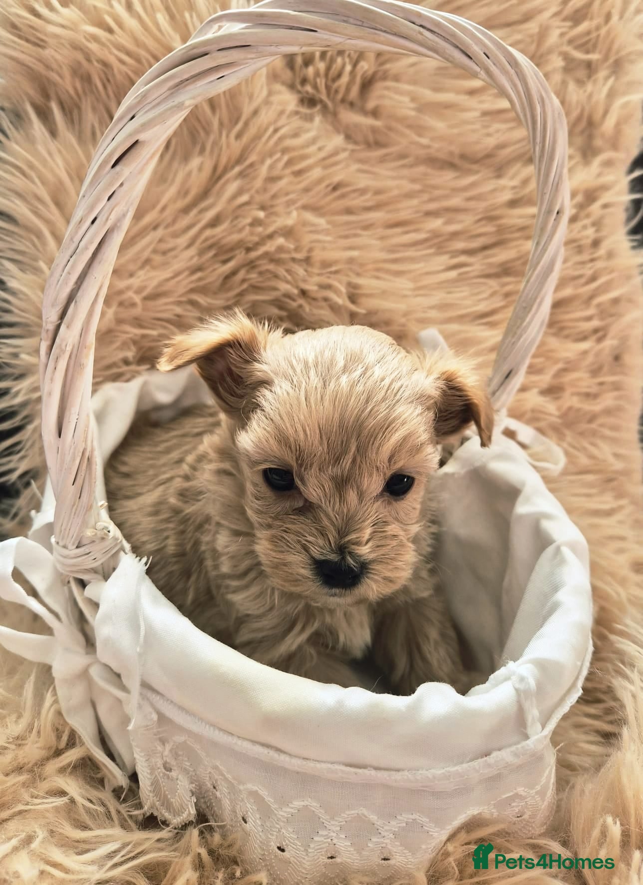 Maltipoo dogs Tiny Maltipoo Puppies for sale - Advert 2