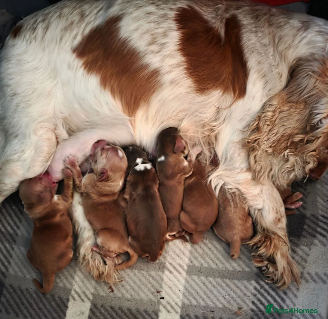 Cocker Spaniel dogs for sale: KC Registered Show Type Cocker Spaniel Puppies  - Advert 10