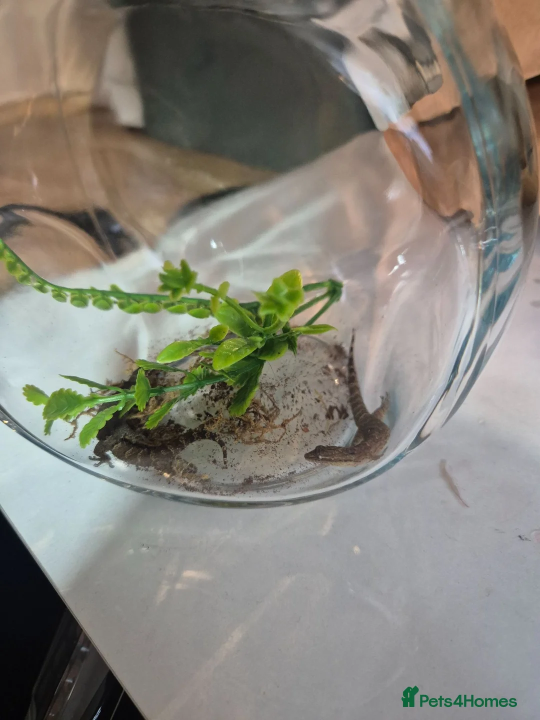 Gecko reptiles for sale: 2x mourning geckos and full setup  - Advert 2