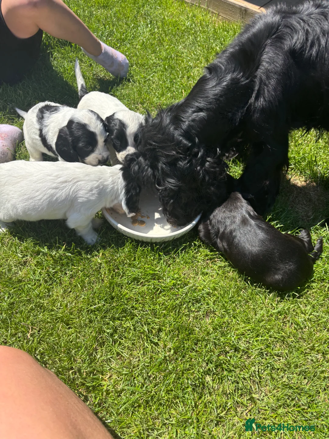 Cocker Spaniel dogs for sale: beautiful working cocker spaniel puppy’s  - Advert 1