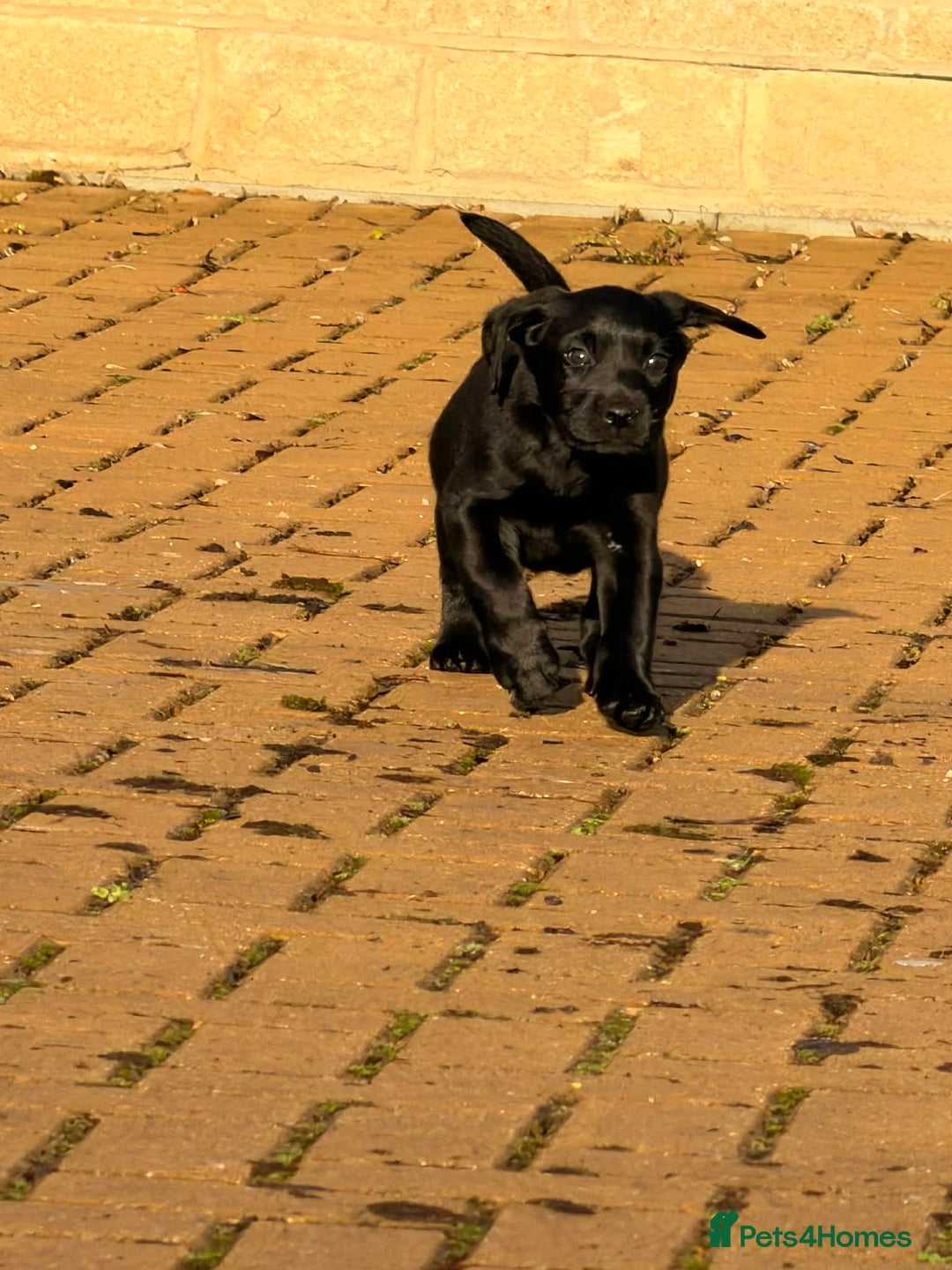 Labrador Retriever dogs for sale: Jock the black Lab - Advert 2