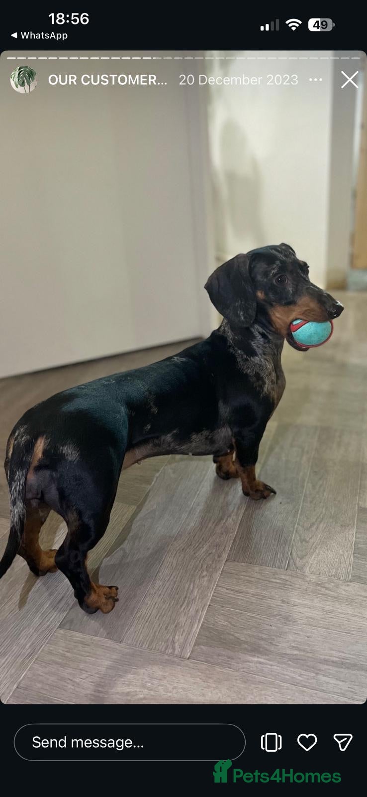 Dachshund dogs Dachshunds for sale - Advert 2
