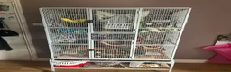 Rat rodents for sale: 2 male rats with cage and accessories  in Harleston - Advert 5