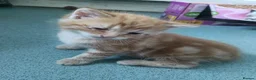 Domestic Shorthair cats for sale: Domestic short hair - Advert 6