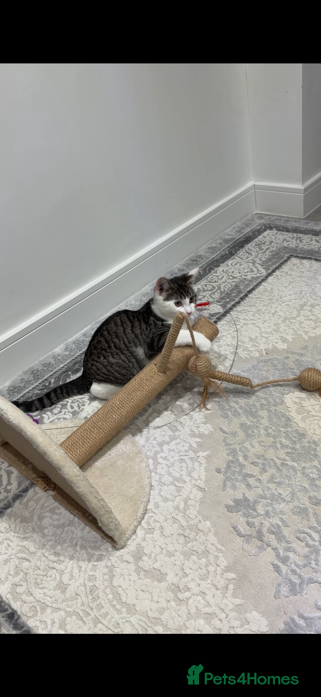 Bengal cats for sale: Bengal Mix - Advert 3