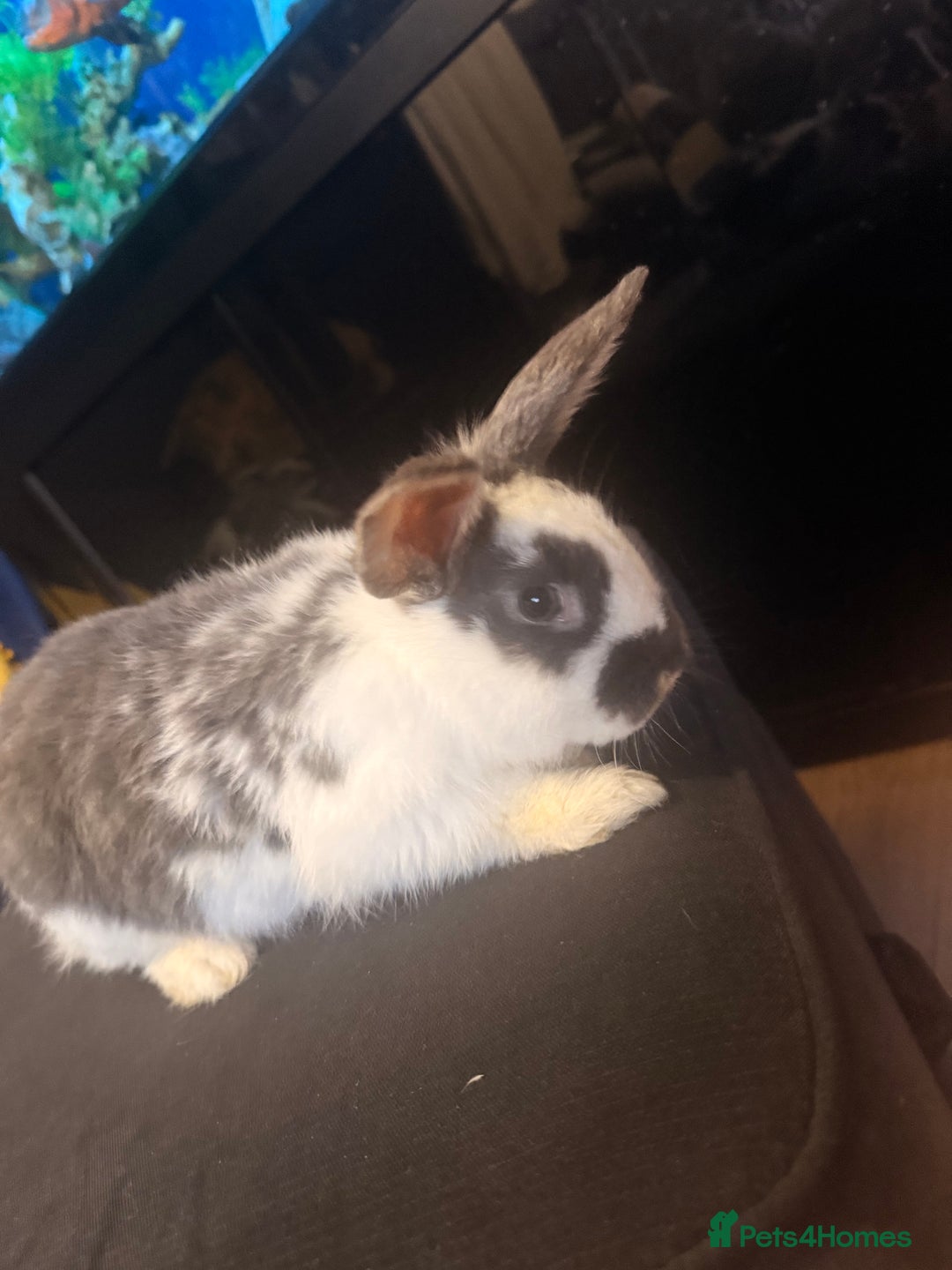 English Lop rabbits for sale: Baby bambi bunny  - Advert 3
