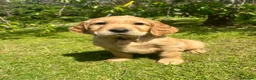 Mixed Breed dogs for sale:  ☘️ Golden Irish puppies available  ☘️ - Advert 2